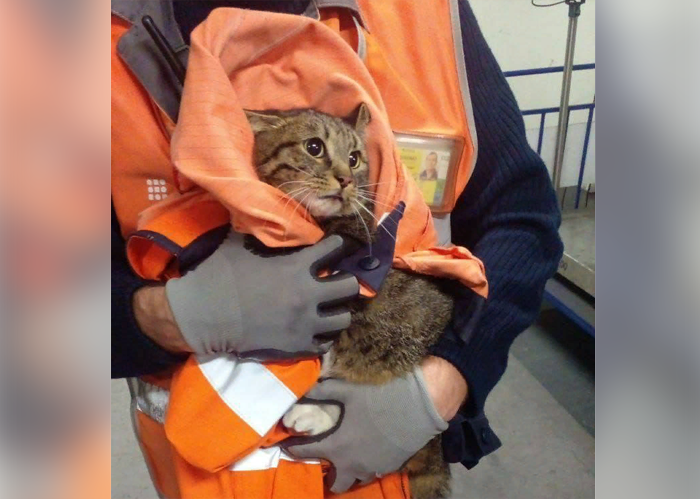 Это фантастика — в аэропорту Внуково после семи дней поиска нашли кота по кличке Котик