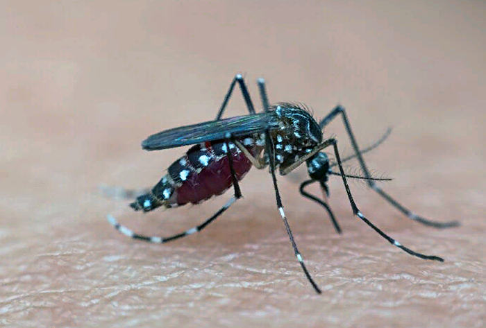 Заразен только в соцсетях - Минздрав Египта высмеял слухи про новый тип лихорадки денге
