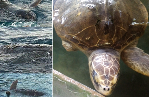 В Хорватии морские черепахи нападают на людей в воде и кусают туристов