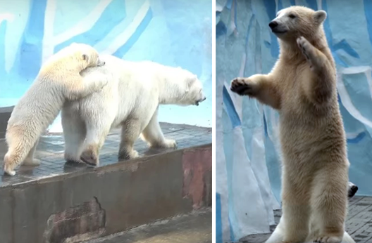 Трюки белых медвежат из Новосибирского зоопарка умиляют посетителей – видео