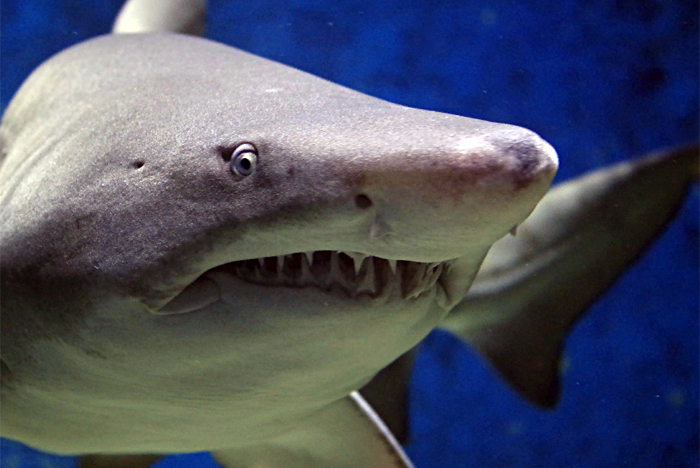 Из-за акулы в Египте туристам опять запретили купаться в Красном море