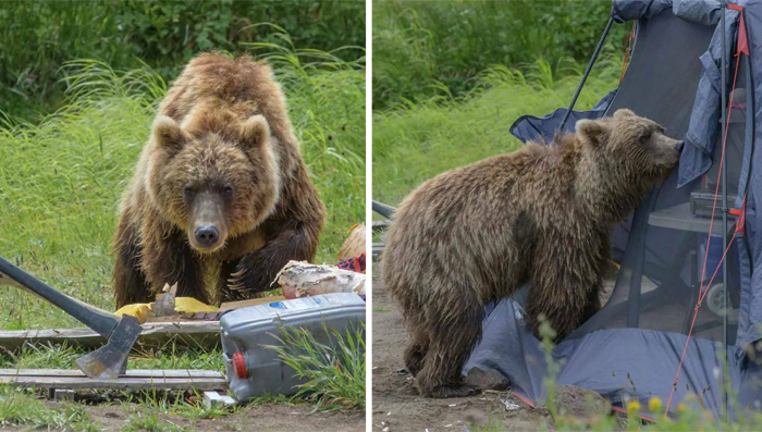 На Камчатке медведь залез в лагерь туристов за Вилючинским перевалом