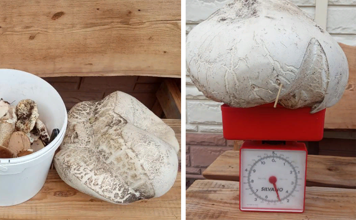Гигантский гриб-головач нашел грибник в Новосибирской области