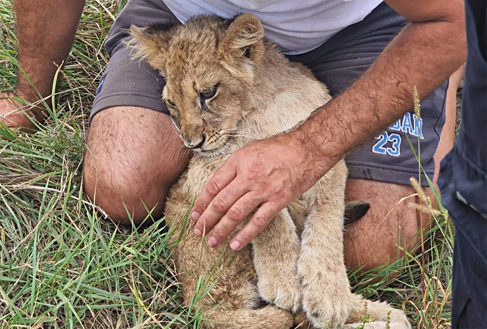 Житель Сербии нашел в лесу необычное для страны животное – маленького львенка
