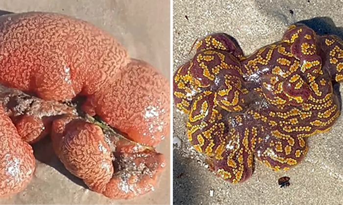 Необычное существо на пляже в Австралии напугало туристов и местных жителей