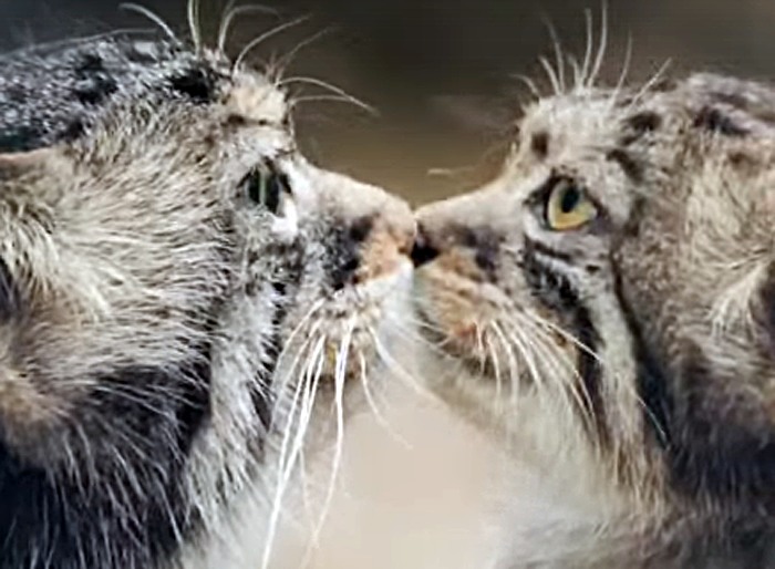Котята манула Евы в Новосибирском зоопарке скоро отметят полгода – что их ждет дальше