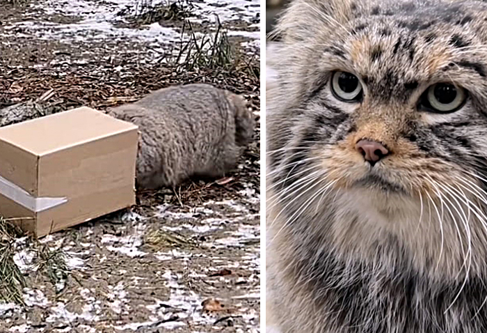 Осторожный манул охотился на коробку во время кормления в Новосибирском зоопарке