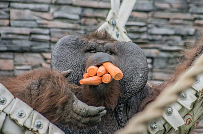 Орангутанги в Новосибирском зоопарке получили угощение и подарки – смешное видео
