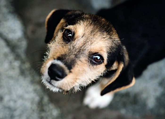 В Новосибирске собака сама спасла себя при помощи службы МАСС