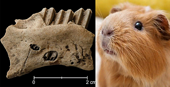 В Польше археологи нашли древнюю челюсть морской свинки XVI-XVII века
