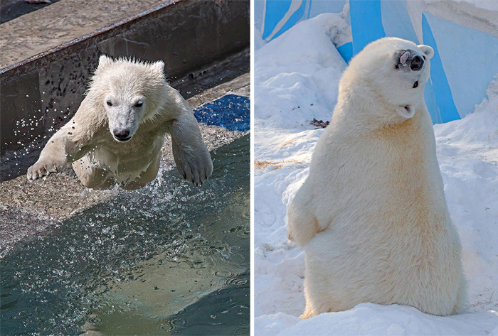 Белые медведи Новосибирский зоопарк