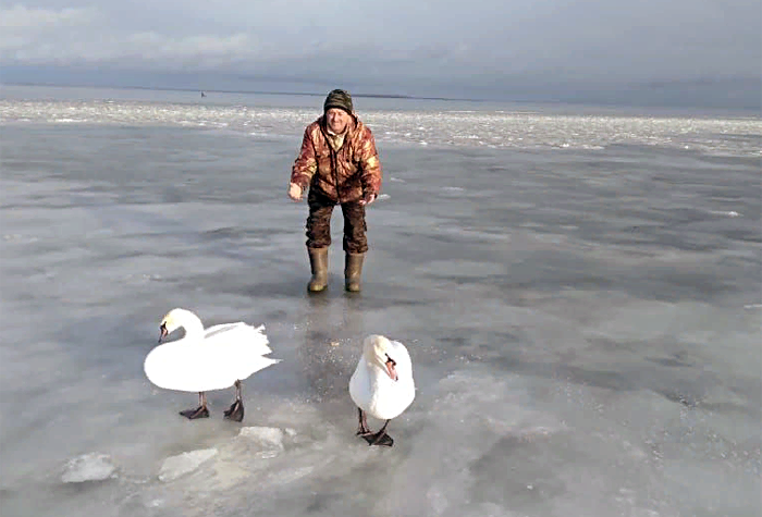Двух замерзших лебедей спасли в Новосибирской области
