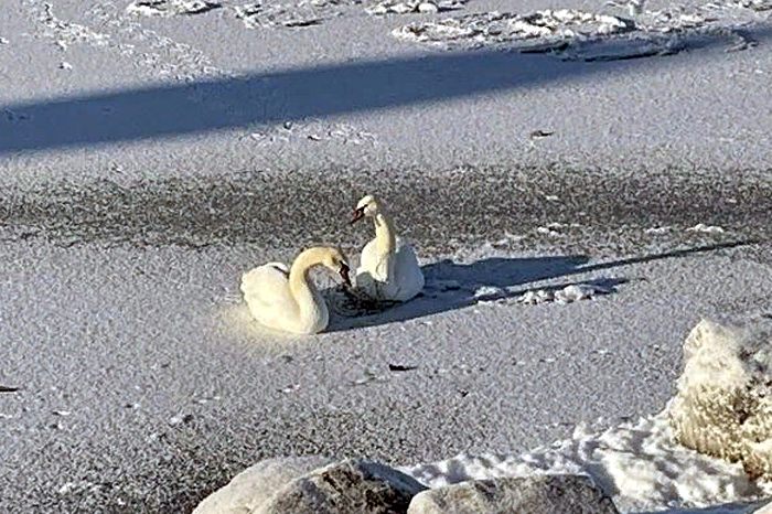 Лебеди сидят на льду. Искитимский район Новосибирская область