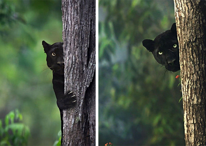 puma negro vs pantera