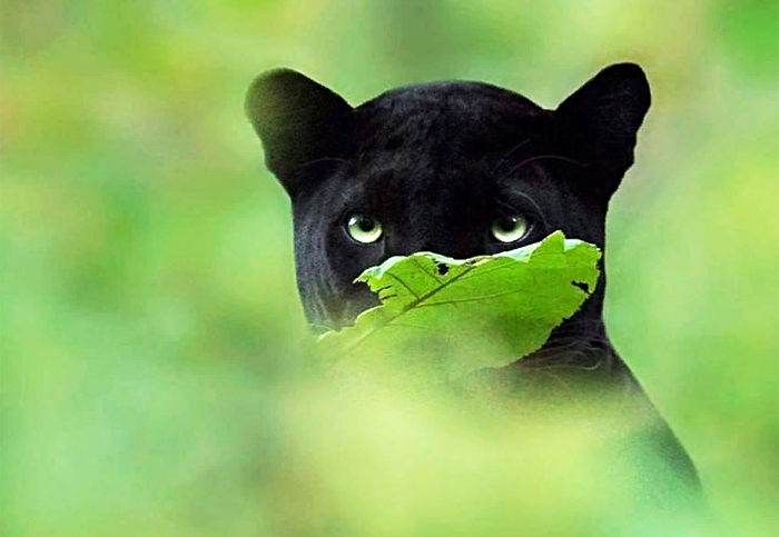 Очень стеснительную пантеру сфотографировал натуралист в Индии