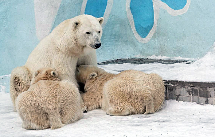 Белые медвежата из Новосибирского зоопарка отметили День рождения – видео