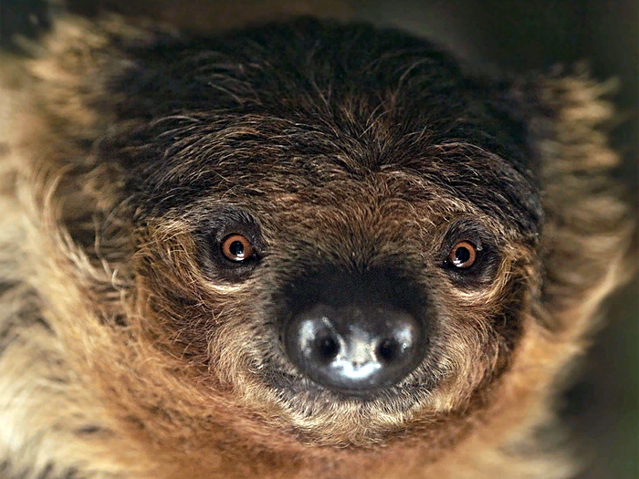 Сонный ленивец из Новосибирского зоопарка умиляет пользователей в Сети – видео дня