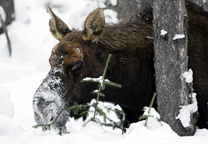 Американских лосей в Йеллоустонском парке напугал турист из России