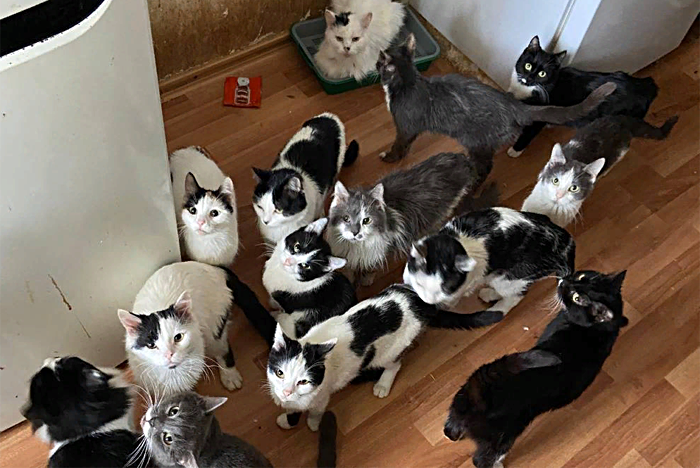 66 кошек в однокомнатной квартире
