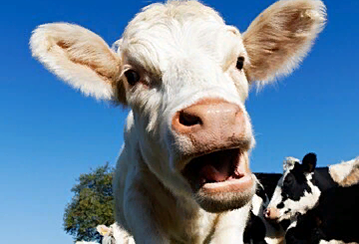В Новосибирской области у коровы родился теленок с двумя головами