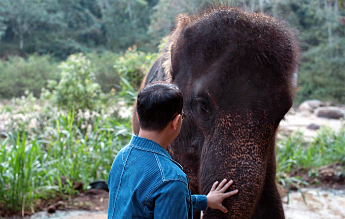 Слоновий питомник в Таиланде