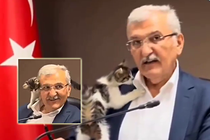 В Турции маленький котенок сорвал важное совещание в мэрии – видео