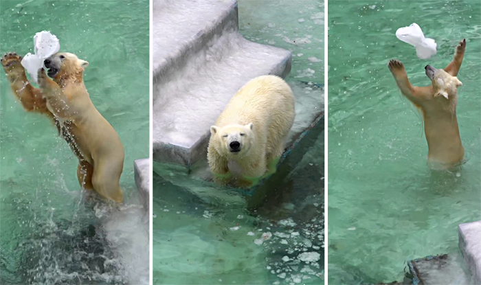 В Новосибирском зоопарке белые медведи открыли купальный сезон – видео