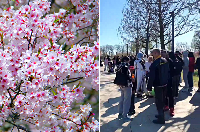 В Краснодаре туристы не могут увидеть цветение сакуры из-за огромных очередей в парк Галицкого – видео