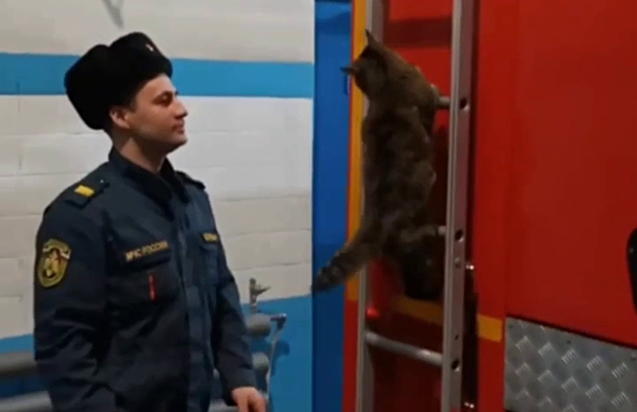 Кот Баллон из архангельского отряда МЧС Семёнычи