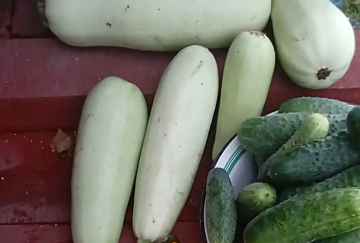 Есть молодые кабачки с кожурой посоветовали новосибирцам